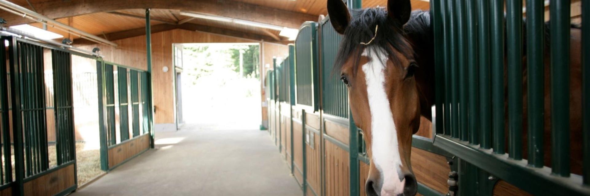 Eine Fotografie von einem Pferdestall mit mehreren Boxen, die durch grüne Metallgitter voneinander getrennt sind. Eine Pferdebox ist geöffnet, und ein braunes Pferd mit einer weißen Blesse schaut neugierig heraus. Am Ende des Gangs ist eine offene Tür, die nach draußen führt. Der Stall wirkt hell und ordentlich.